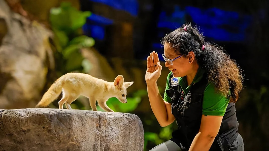 Fennec fox interacting with a guide at Singapore Zoo's Night Safari.