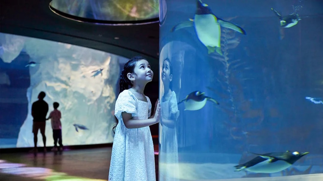Girl watching penguins swim at Bird Paradise, Singapore.