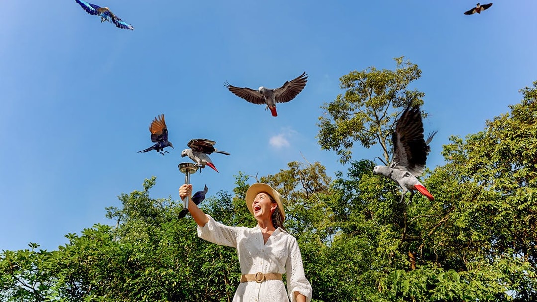 Lady feeding parrots at Bird Paradise, Singapore with trees in the background.