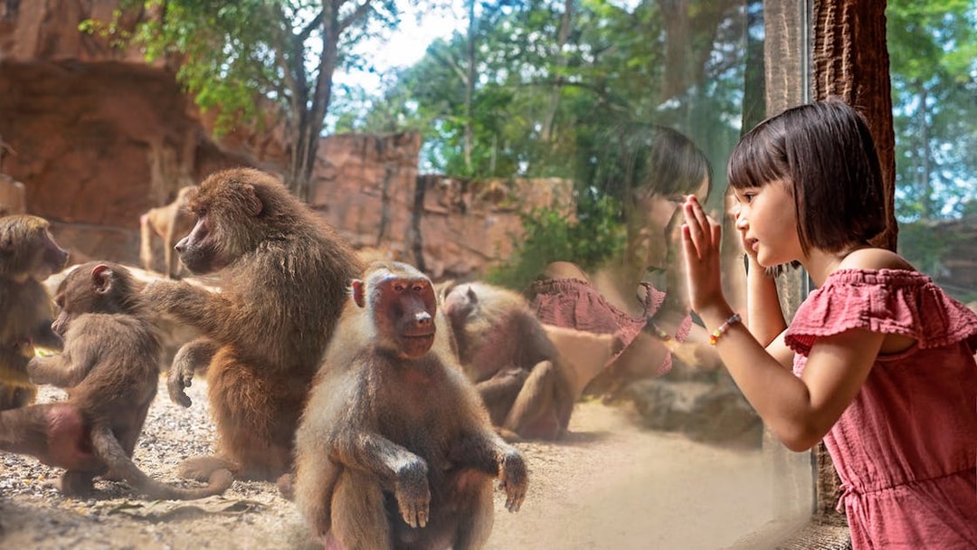 Girl observing baboons through glass at Singapore Zoo.