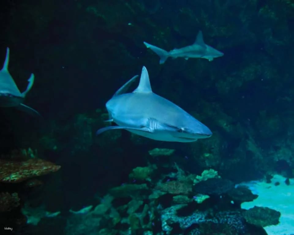 Mandalay Bay Shark Reef Aquarium Admission Ticket | Las Vegas