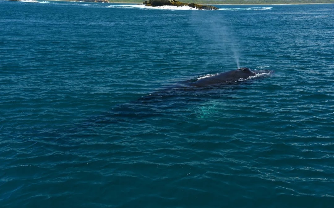 Manuel Antonio Catamaran Cruise with Snorkeling at Biesanz Bay and Onboard Barbecue Lunch Image 2