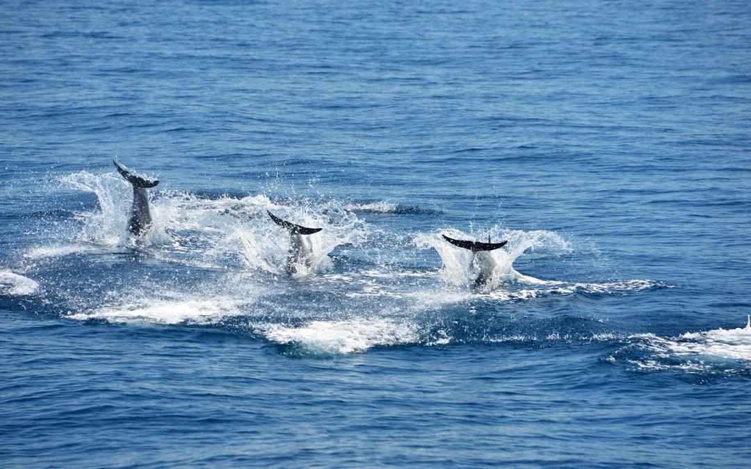 Manuel Antonio Catamaran Cruise with Snorkeling at Biesanz Bay and Onboard Barbecue Lunch Image 3