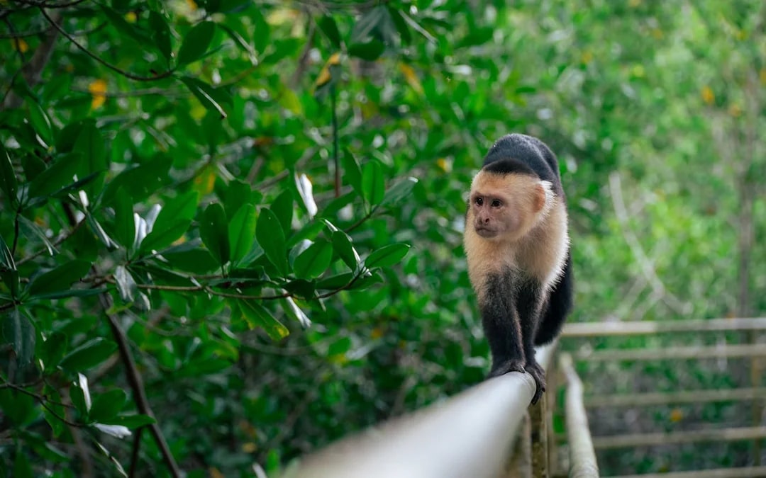 Manuel Antonio National Park Guided Tour with Wildlife Viewing and Beach Access from Manuel Antonio Image 7