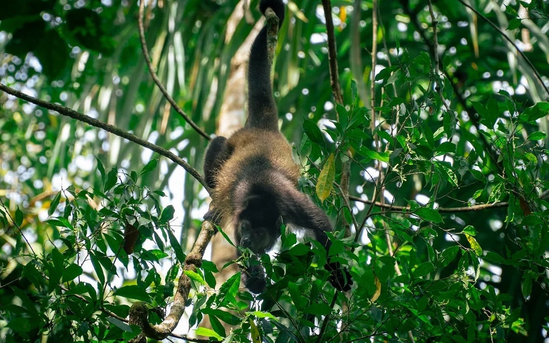 Manuel Antonio National Park Guided Tour with Wildlife Viewing and Beach Access from Manuel Antonio Image 8