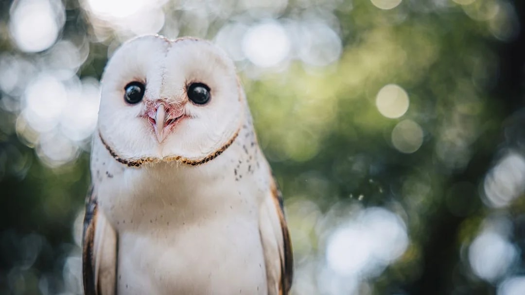 Barn owl at Capes Raptor Centre with blurred green background.