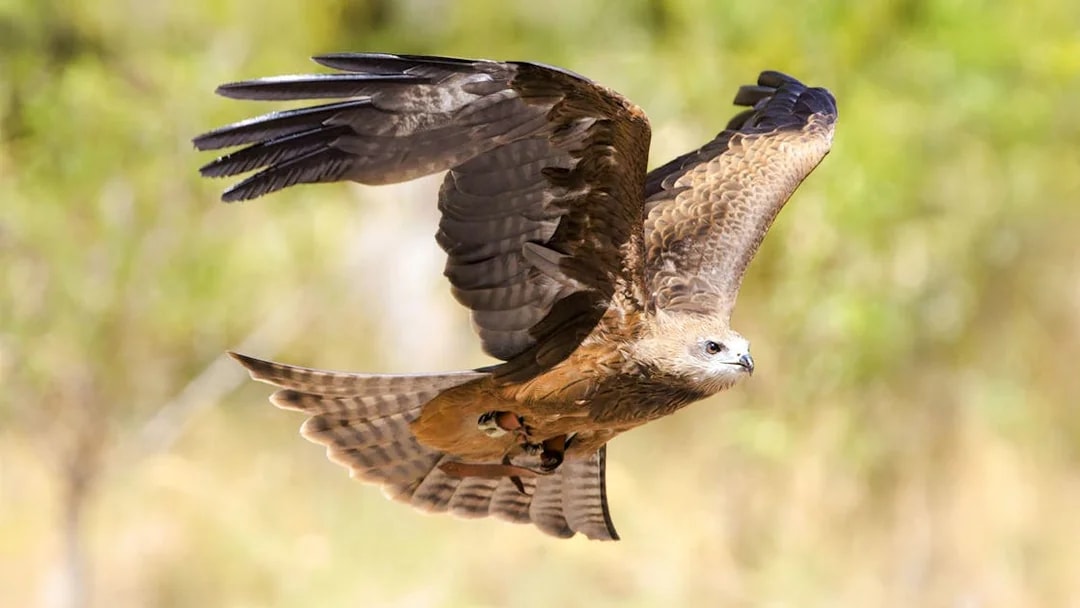 Raptor in flight at Capes Raptor Centre, showcasing its wingspan.