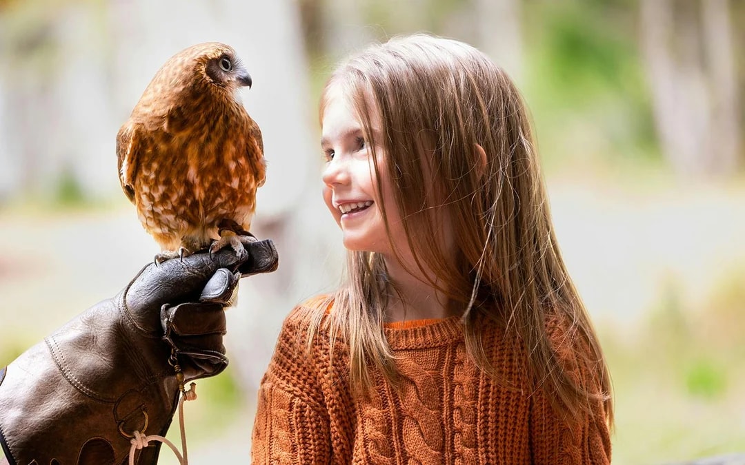 Margaret River: Capes Raptor Centre Tickets with Birds of Prey Show & Owl Photo Image 6