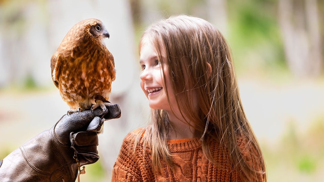 Child smiling at a bird perched on a gloved hand at Capes Raptor Centre.