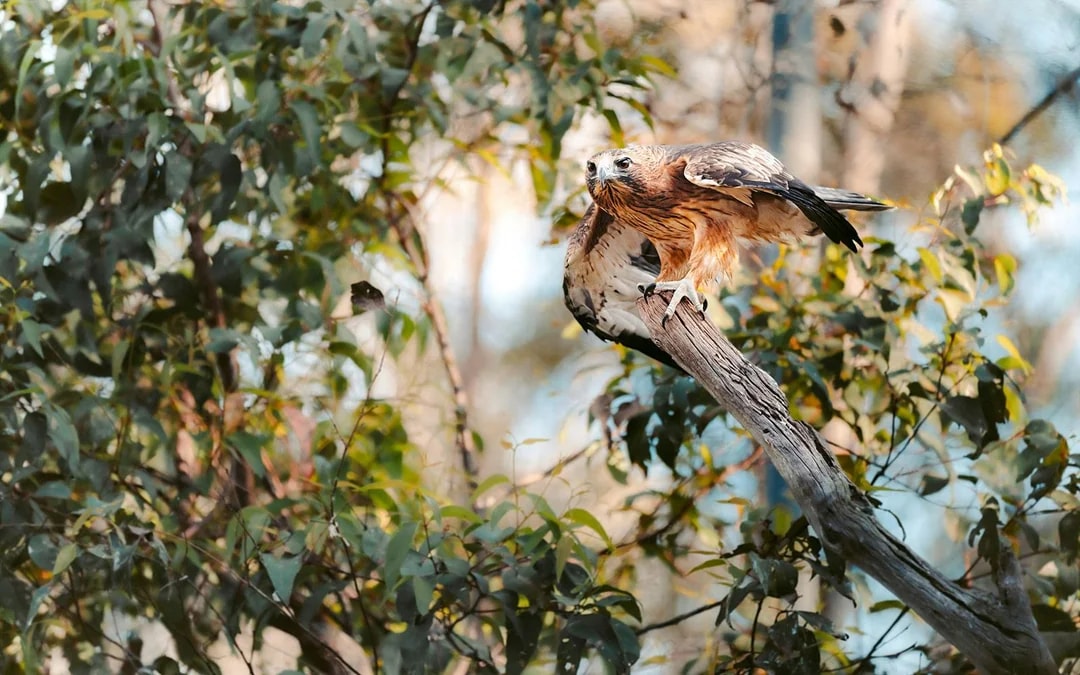 Margaret River: Capes Raptor Centre Tickets with Birds of Prey Show & Owl Photo Image 7