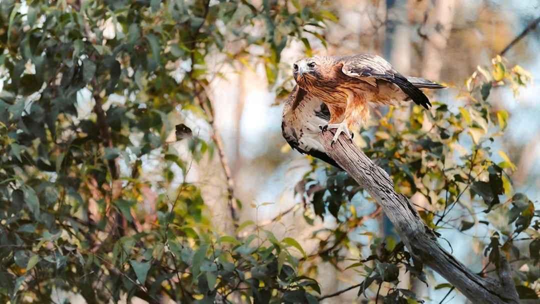 Raptor perched on a branch at Capes Raptor Centre, surrounded by foliage.