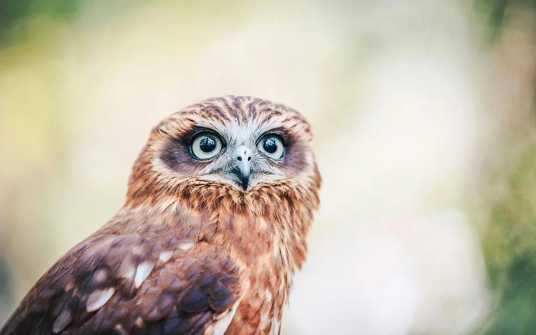 Margaret River: Capes Raptor Centre Tickets with Birds of Prey Show & Owl Photo Image 8