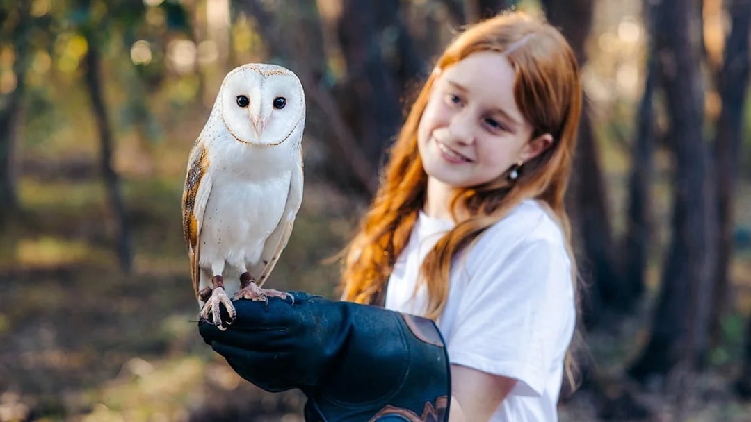 Barn owl perched on a gloved hand at Capes Raptor Centre.