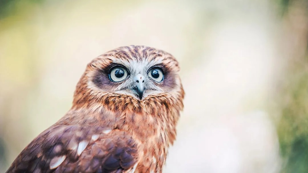 Owl at Capes Raptor Centre, close-up view.
