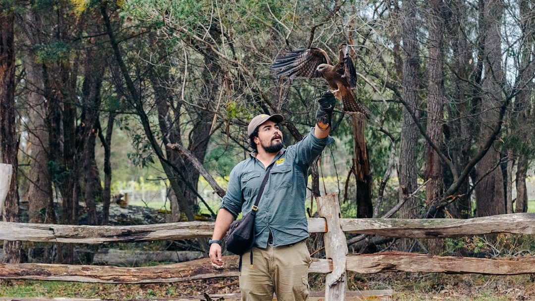 Man handling a bird of prey at Capes Raptor Centre, surrounded by trees and wooden fence.