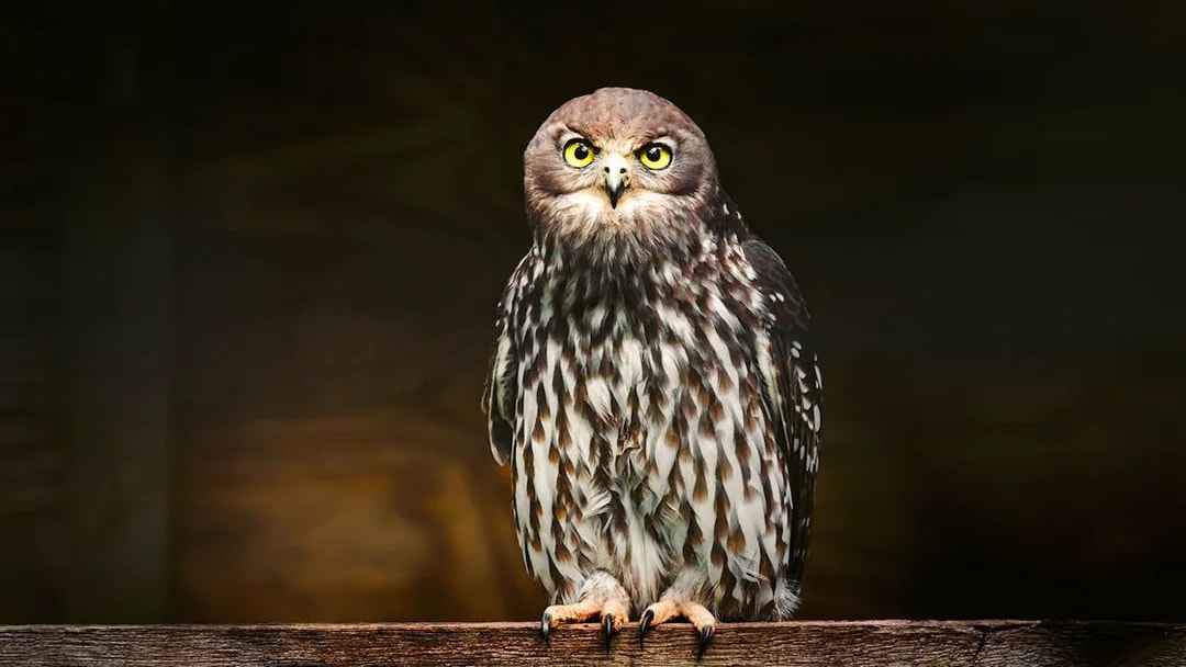 Owl perched at Capes Raptor Centre.