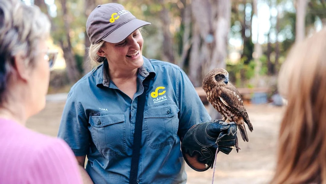 Capes Raptor Centre guide holding an owl during an educational tour.
