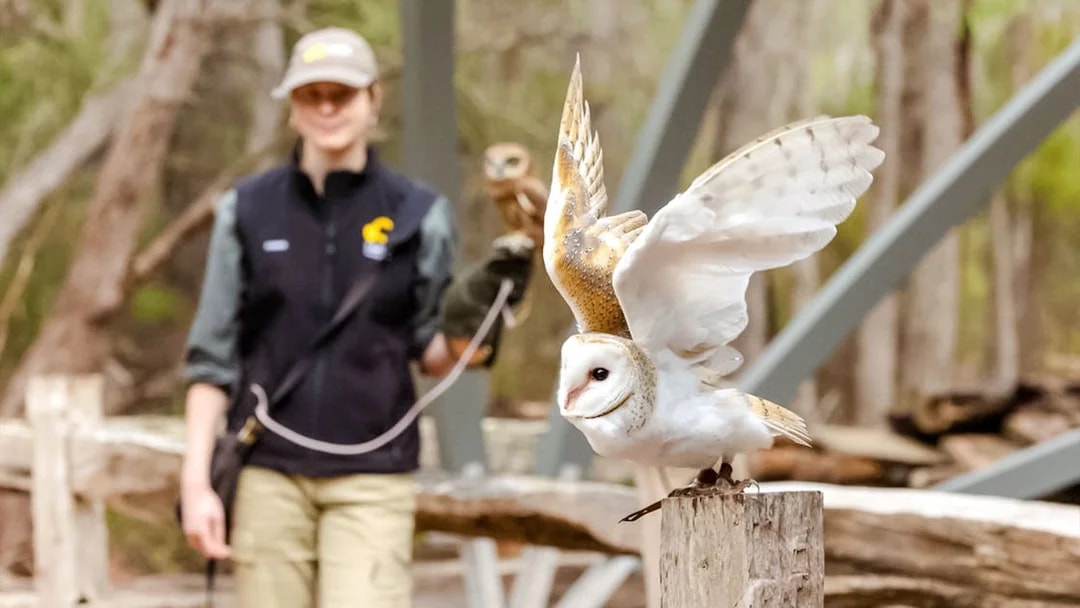 Barn owl perched with wings spread at Capes Raptor Centre.