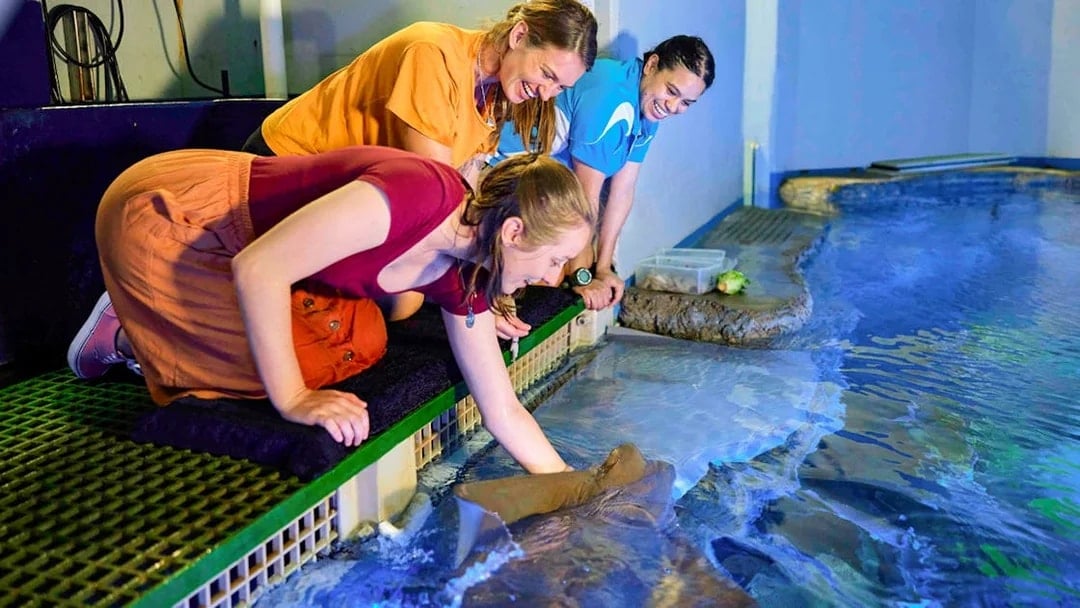 Visitors engaging with marine life at Cairns Aquarium touch pool.