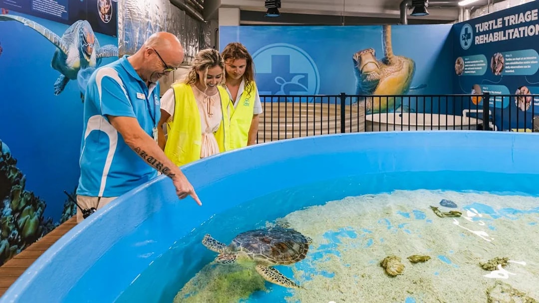 Visitors engaging with a turtle in a rehabilitation tank at Cairns Aquarium.