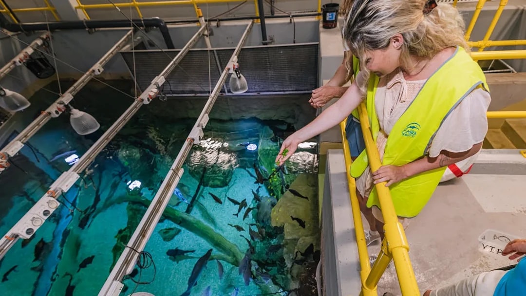 Visitor feeding fish at Cairns Aquarium marine life exhibit.