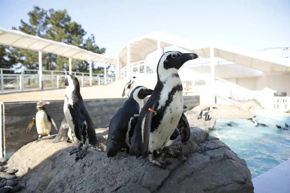 Marine World Uminonakamichi Aquarium Ticket | Fukuoka