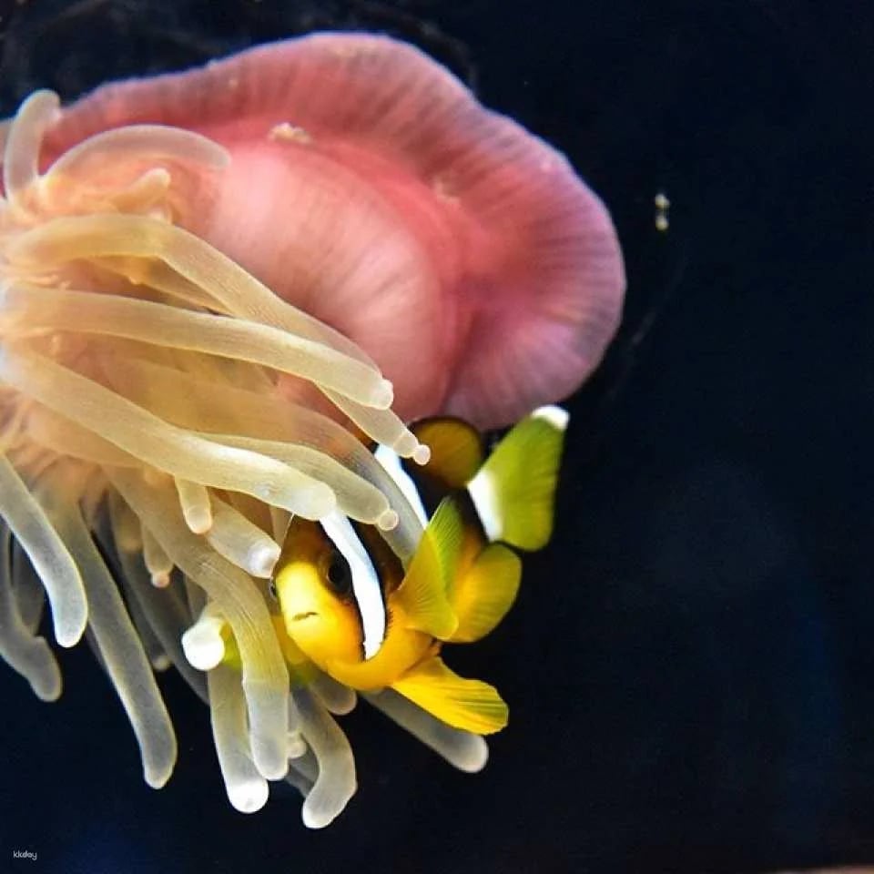 Marine World Uminonakamichi Aquarium Ticket | Fukuoka