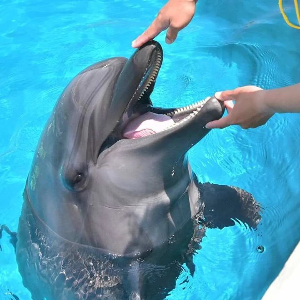 Marine World Uminonakamichi Aquarium Ticket | Fukuoka