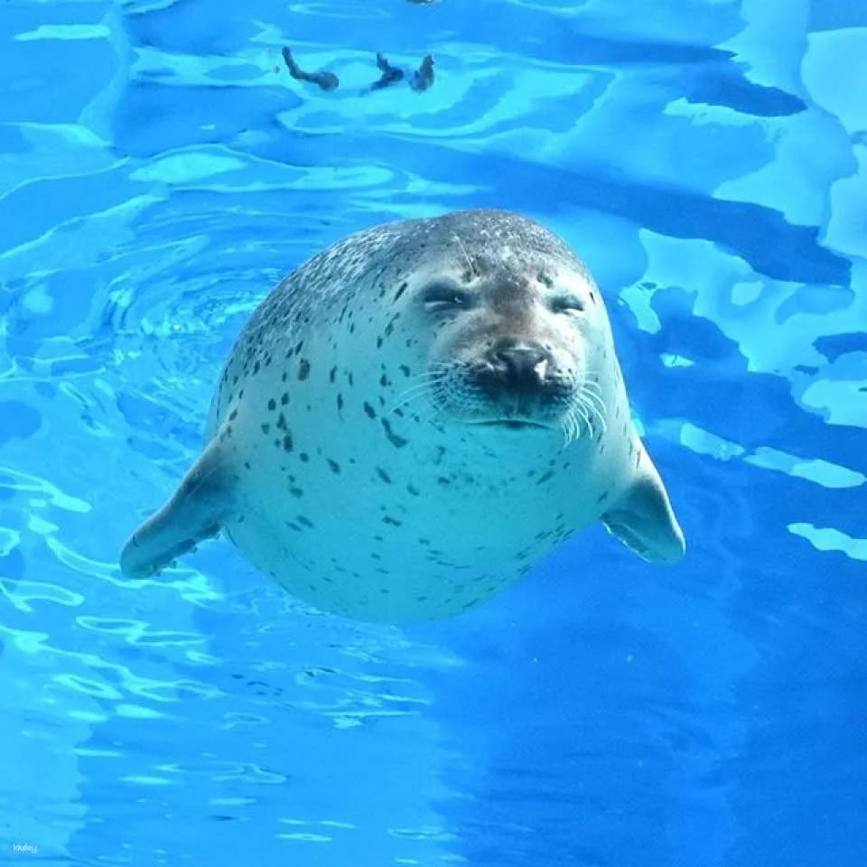 Marine World Uminonakamichi Aquarium Ticket | Fukuoka