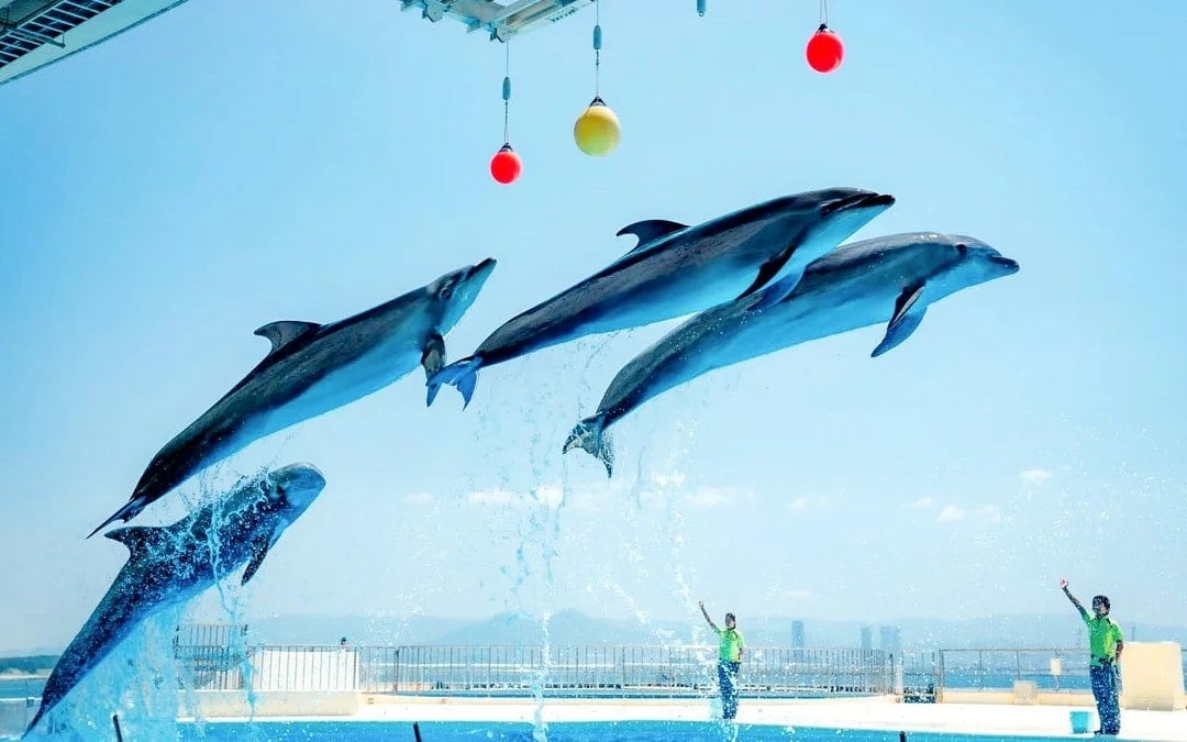 Marine World Uminonakamichi Tickets Image 1