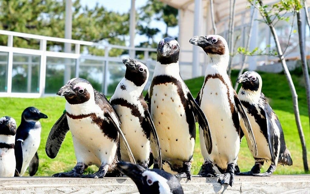Marine World Uminonakamichi Tickets Image 3
