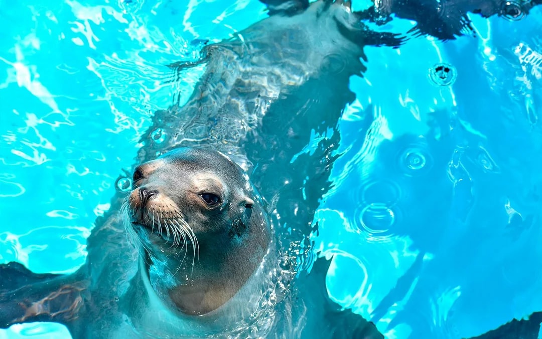 Marine World Uminonakamichi Tickets Image 6