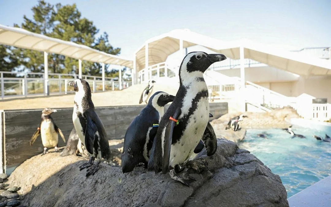 Marine World Uminonakamichi Tickets Image 7