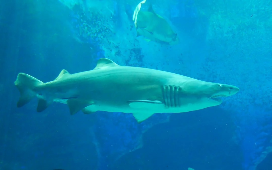 Marine World Uminonakamichi Tickets Image 8