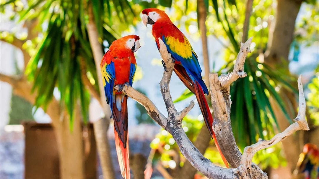 Scarlet macaws perched on a branch at Marineland Mallorca entrance.