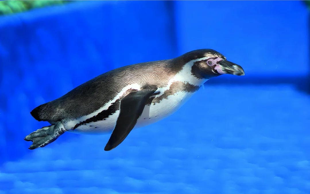 Marineland Mallorca Entry Tickets Image 9