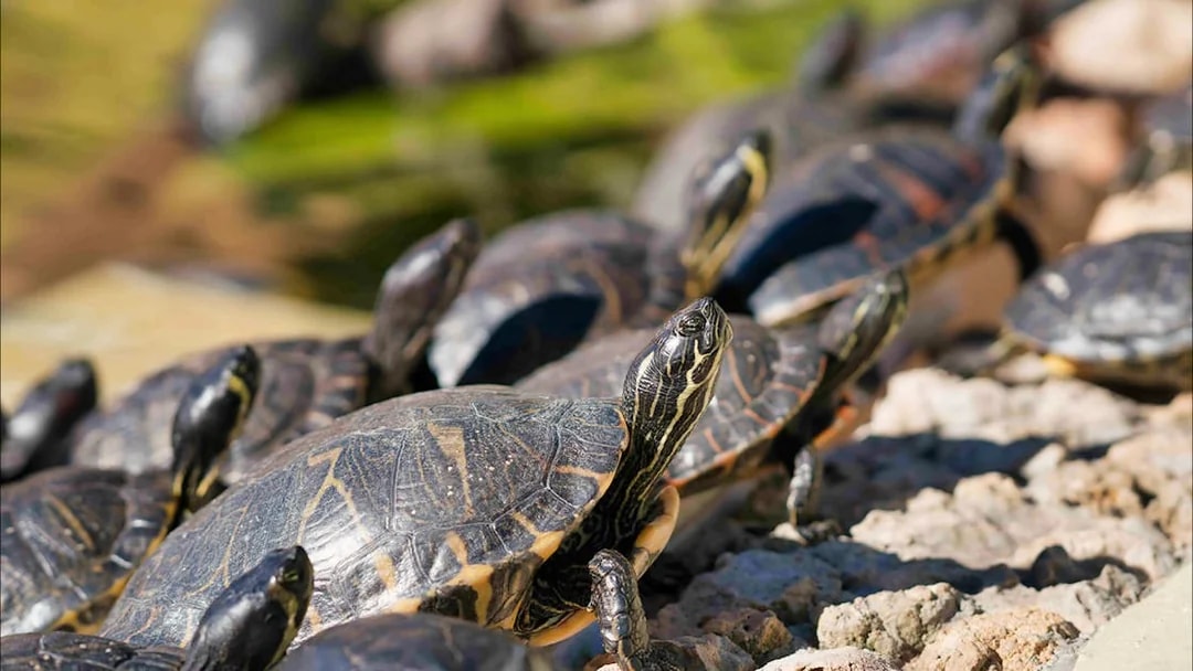 Turtles basking on rocks at Marineland Mallorca entrance.