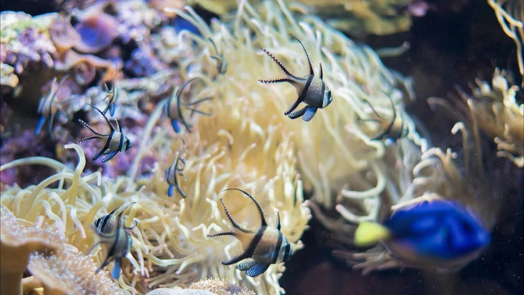 Tropical fish swimming among coral at Marineland Mallorca.