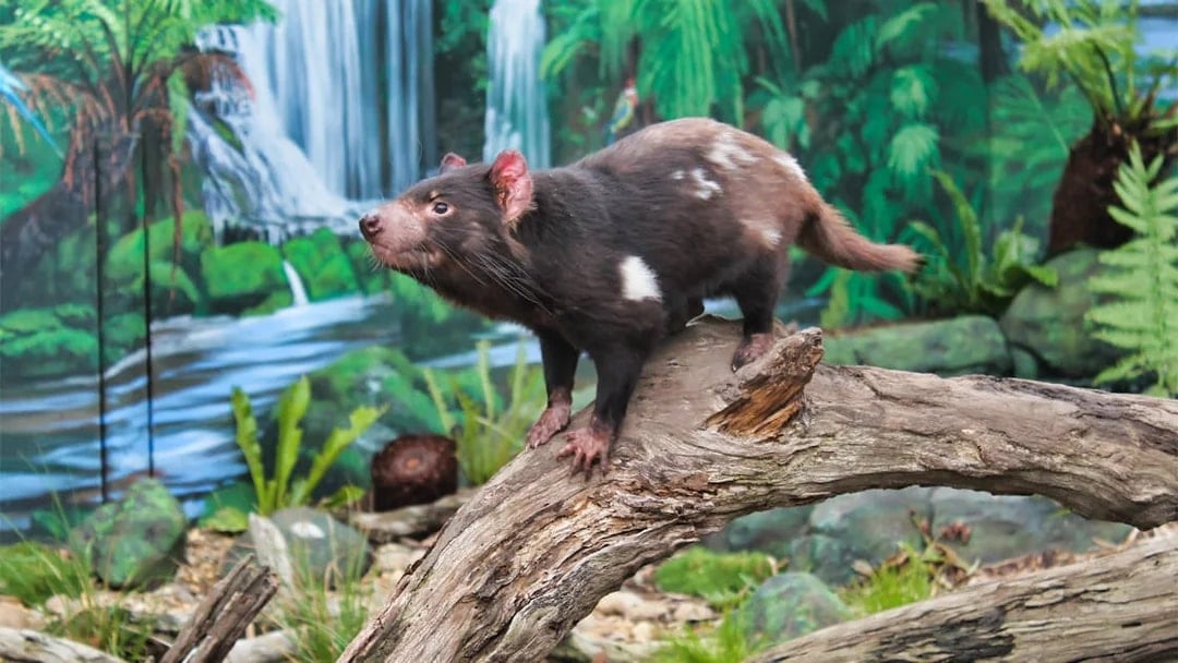 Tasmanian devil on a log at Maru Koala and Animal Park, Australia.