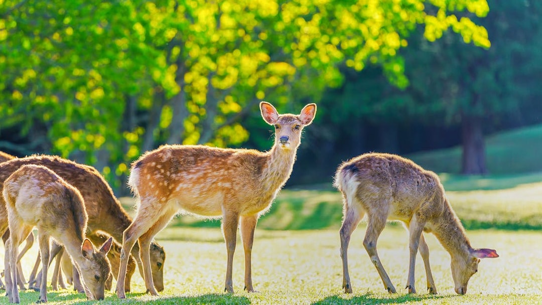 Deer grazing in Nara Park, Japan, with lush green trees in the background.