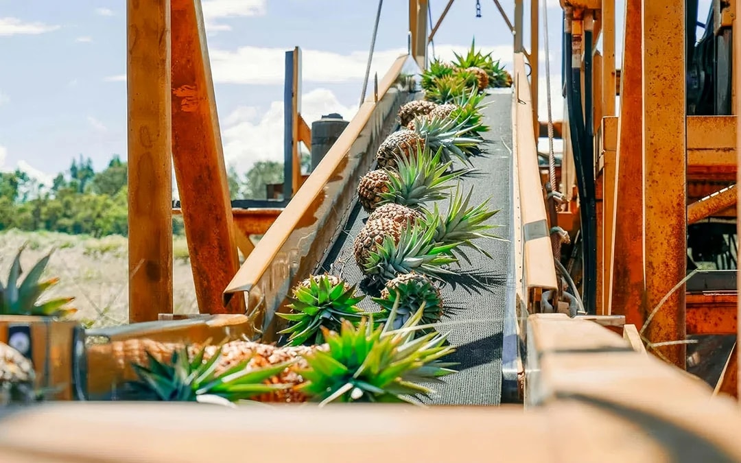 Maui Pineapple Tour: The Planting Experience Image 6