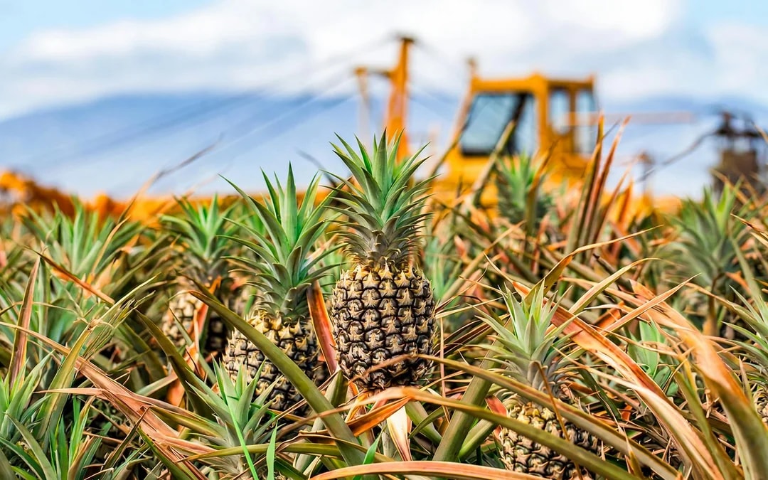 Maui Pineapple Tour: The Planting Experience Image 7