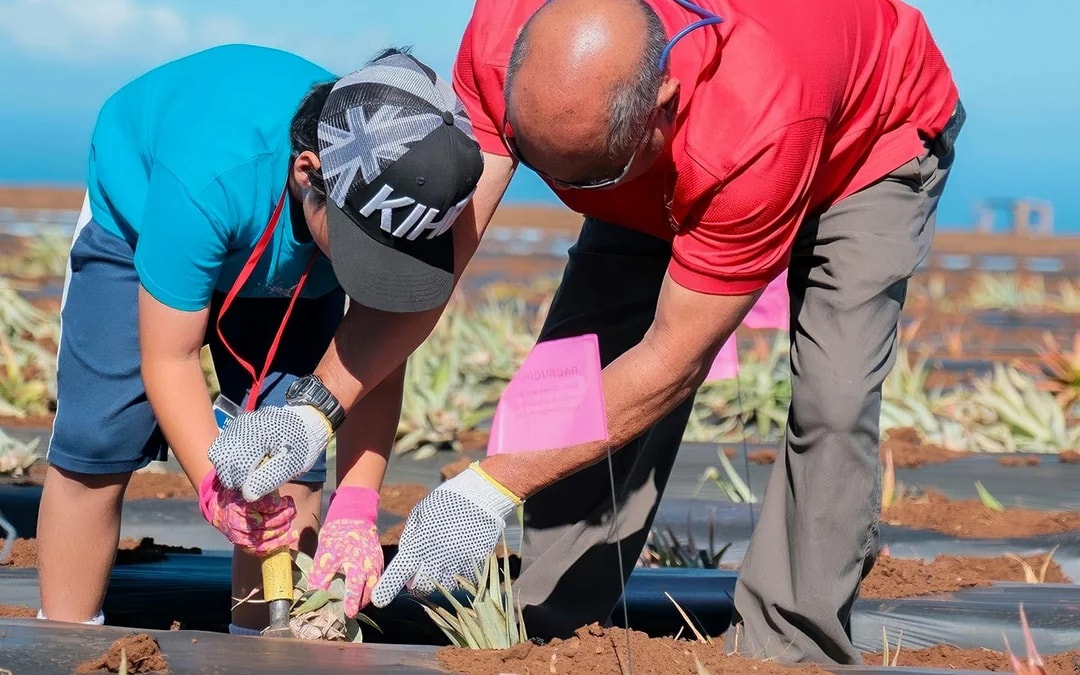 Maui Pineapple Tour: The Planting Experience Image 8