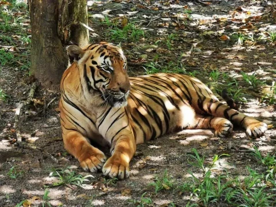 Melaka A'Famosa Water Theme Park & Safari Wonderland Ticket | Malaysia