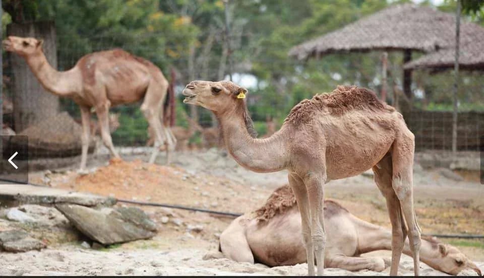Melaka A'Famosa Water Theme Park & Safari Wonderland Ticket | Malaysia