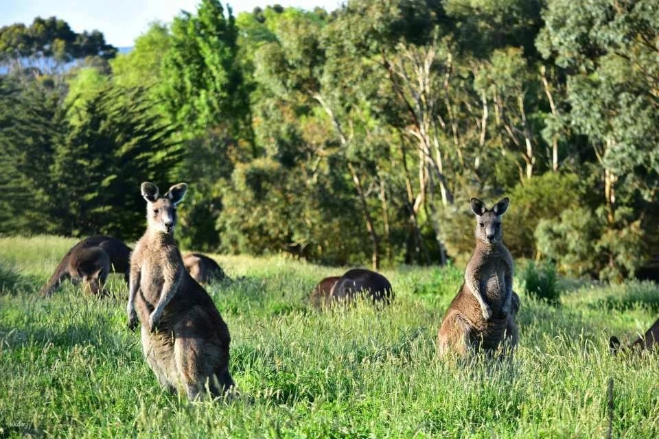 Melbourne Great Ocean Road Wildlife Park Tickets | Australia