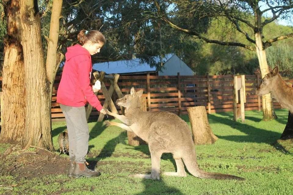 Melbourne Great Ocean Road Wildlife Park Tickets | Australia