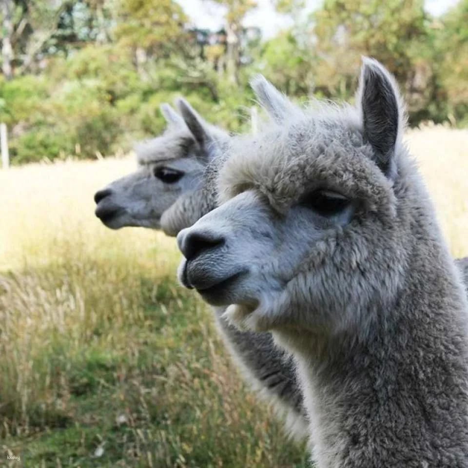 Melbourne Great Ocean Road Wildlife Park Tickets | Australia
