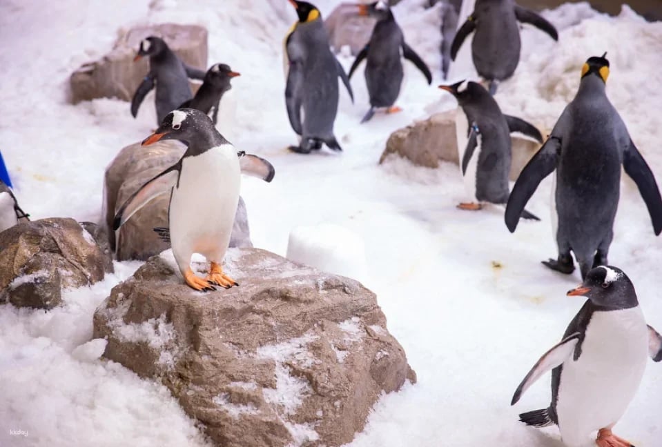 Melbourne SEA LIFE Aquarium Tickets | Victoria