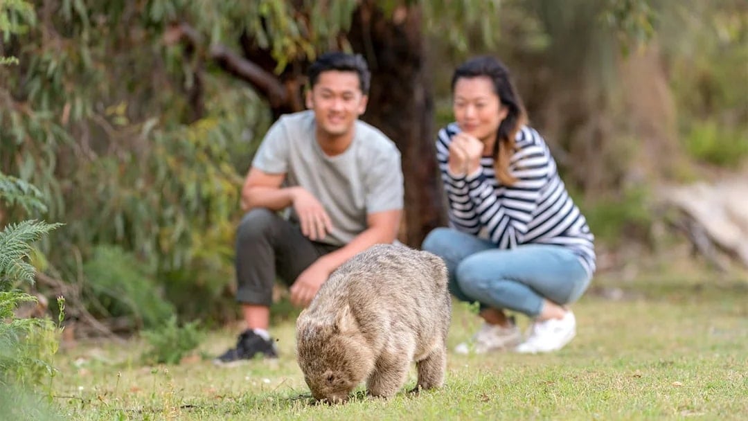 Day Tour of Wilsons Promontory National Park with Transfers from Melbourne